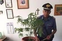 Serra casalinga per la coltivazione della marijuana, un giovane arrestato dai carabinieri