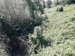 E' allarme per il fiume Amaseno: degrado e inquinamento. Un cittadino scrive in Regione