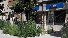 Decoro urbano, le magnolie all'ingresso laterale dell'ex mercato coperto sono invase dalle erbacce