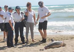 Delfino spiaggiato sull'arenile del Lungomare degli Ardeatini, si tratta di un cucciolo di tre mesi