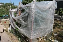 Piante di marijuana nella serra di casa, denunciato un giovane di 22 anni
