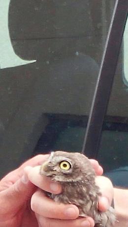 [FOTO] Un ispettore della polizia penitenziaria trova una civetta ferita e la salva