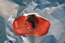 E nei nostri mari appare la "Ballerina Spagnola", un particolare mollusco di origine esotica