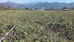 Finanziamenti agevolati per l'agricoltura: Aspal e Bcc di Roma firmano l'accordo “anticrisi”