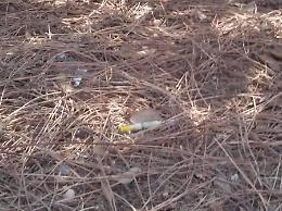 Siringhe nell'area dove giocano i bambini, torna il degrado al parco "Falcone e Borsellino"