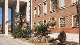 Lo spazio verde alle spalle di piazza del Popolo &egrave; in preda all'incuria. Palme secche e pericolanti