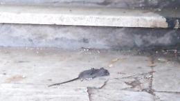 Discesa al mare col... topo morto! La brutta sorpresa lungo le scalinate vicine al Forte Sangallo