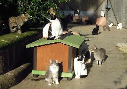 Un'intera struttura dedicata ai gatti, la proposta della onlus "Volontariamente"