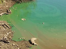 Il fiume Amaseno si colora di... verde. La segnalazione dei cittadini: "Serve l'analisi dell'acqua"