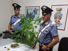 Marijuana coltivata nella propria abitazione, in arresto un 33enne di Minturno