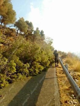 Albero precipita sulla strada, preoccupa la situazione dopo gli incendi dell'11 agosto