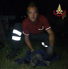 Un cucciolo cade nel pozzo di 10 metri: il cagnolino viene portato in salvo dai Vigili del Fuoco