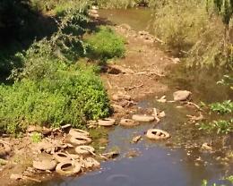 Fiume Amaseno, la situazione è sempre più grave. A rischio la biodiversità del corso d'acqua