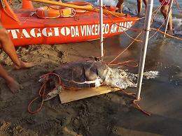 Recuperata una tartaruga "Caretta-Caretta" senza vita allo stabilimento "Da Vincenzo ar mare"