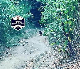 Due cuccioli di Lupo e la loro mamma avvistati fra i boschi dei Pratoni del Vivaro