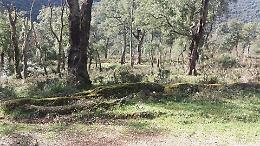 Sughereta di Monte San Biagio, si punta al bando regionale dopo l'emergenza ambientale