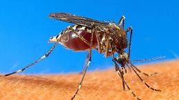 Un caso di  infezione da chikungunya accertato nel capoluogo, via alla disinfestazione