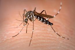 West Nile, altre 5 infezioni in provincia: il contagio sale a 26 casi totali