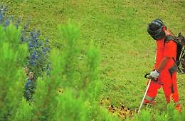 Lavori di manutenzione del verde, le zone interessate dagli interventi e i giorni