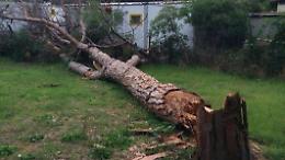La pineta della Gallinara a rischio estinzione: un parassita sta &laquo;divorando&raquo; gli alberi