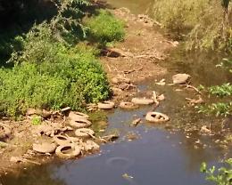 Bonifica del fiume Amaseno, i volontari sono pronti: domenica la Giornata Ecologica