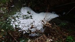 Schiuma nel Laghetto Granieri, emergenza e inquinamento nel bosco