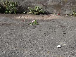 Omicidio Palli, in via Mazzini restano i segni dell'agguato e... una rosa