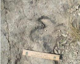 Un parco a tema per valorizzare le impronte dei dinosauri