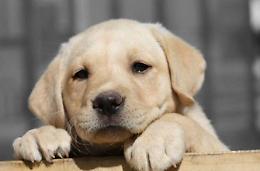 Canile Comunale, Marciano: "Dal 2013 ridotto del 30% il numero dei cani ricoverati grazie alle adozioni"
