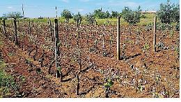 Fondi per gli agricoltori danneggiati dalle gelate di aprile, incontro con i tecnici regionali per compilare le domande
