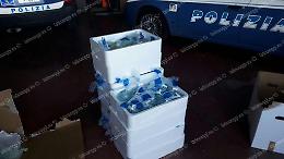Trasportava due quintali di latticini e formaggi senza rispettare gli standard igienici: 20.000 euro di multa