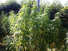 Canapa sativa per uso industriale, il convegno in città