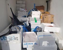 Trasportava pesce a una temperatura elevata: sequestrati 400kg di surgelati