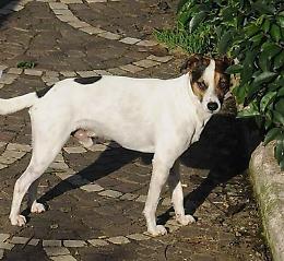 Appello per ritrovare Wendi, un cane smarrito da due anziani