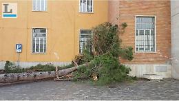 Albero caduto, lo striscione polemico del Blocco studentesco