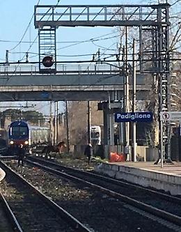 Cavallo sui binari a Padiglione, ritardi sulla Roma-Nettuno