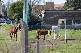 Campo Boario, il terreno di gioco torna un pascolo per cavalli