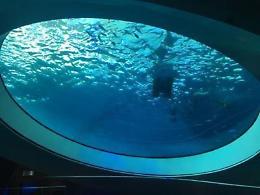 Un mega acquario da due milioni di euro «Made in Pomezia»