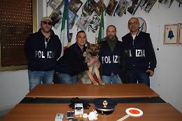 Blitz nel laboratorio della droga: arrestato con 100 dosi di cocaina