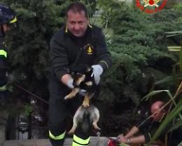 Vigili del fuoco salvano due cuccioli incastrati in fondo a un pozzo