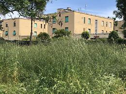 Erba alta in città, il solito copione di ritardi e polemiche