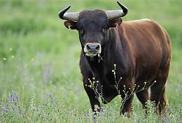 Toro in fuga tra le campagne di Latina e Sabaudia, è allarme