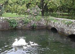 Cinque piccoli cigni accrescono la famiglia del Giardino di Ninfa