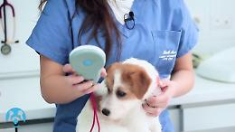 Microchip gratis in piazza per i cani, i veterinari diffidano l'Enpa