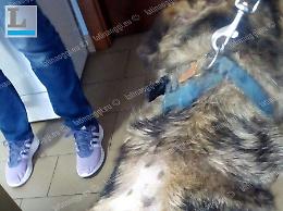 Cani sfregiati con l'acido, la denuncia dei proprietari