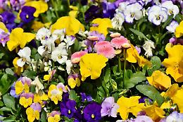 Torna "Balconi in Fiore", per le domande c'è tempo fino al 31 maggio
