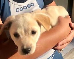 La bella storia di "Fiamma", da cagnolina abbandonata a mascotte dei canottieri