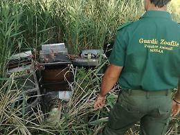 Controlli contro il bracconaggio, trovate slot machine rubate