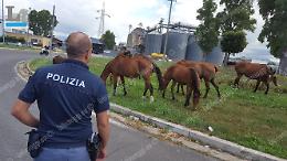 Mandria di cavalli invade la rotatoria, paura per gli automobilisti