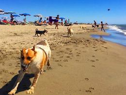 "Sabau Beach": ecco la spiaggia per i cani, ma occhio alle regole